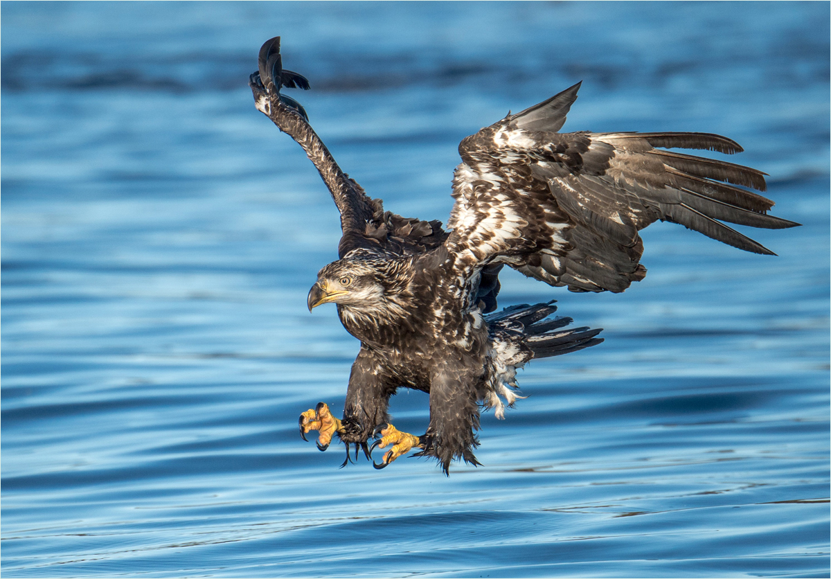 December 2019 Nature - Dick Stanton - Immature Bald Eagle
